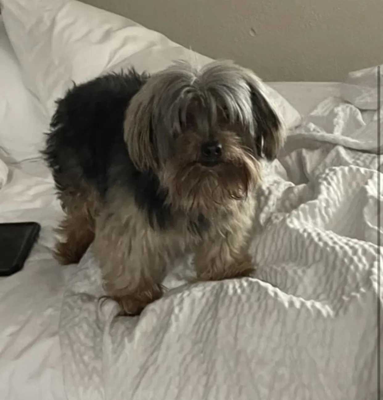 Lost dog in Columbia, SC, 29201