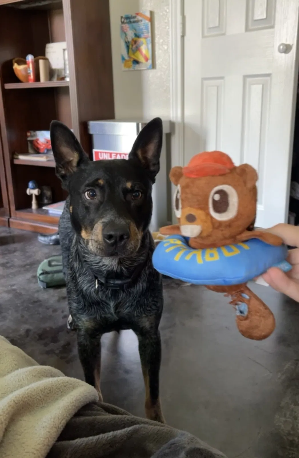 Lost dog in Rockwall, TX, 75032
