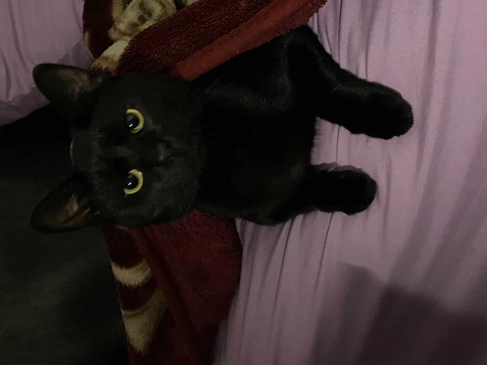Lost cat in Ontario, CA, 91764