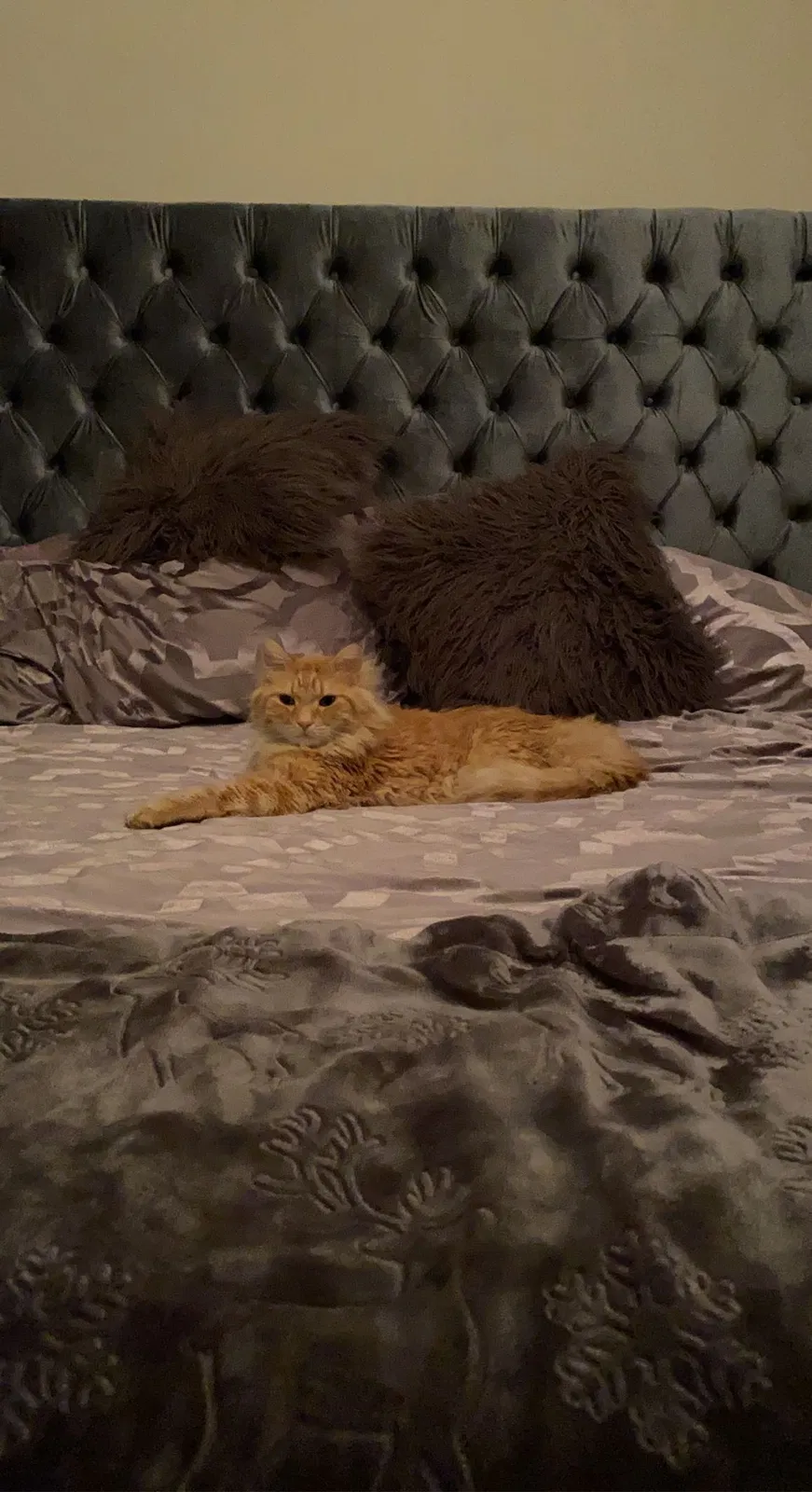 Lost cat in Chandler, AZ, 85248
