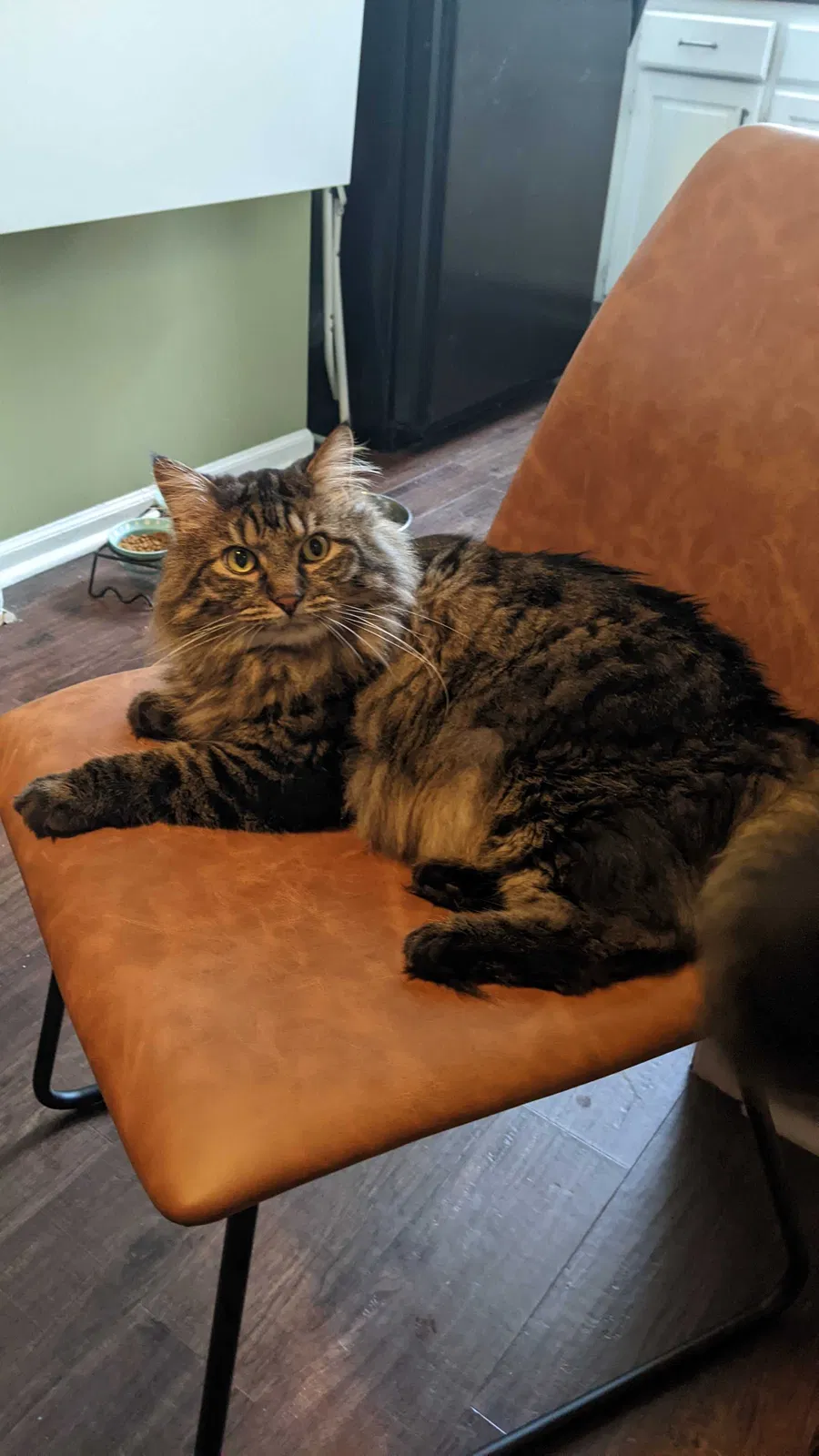 Lost cat in Mission, KS, 66202