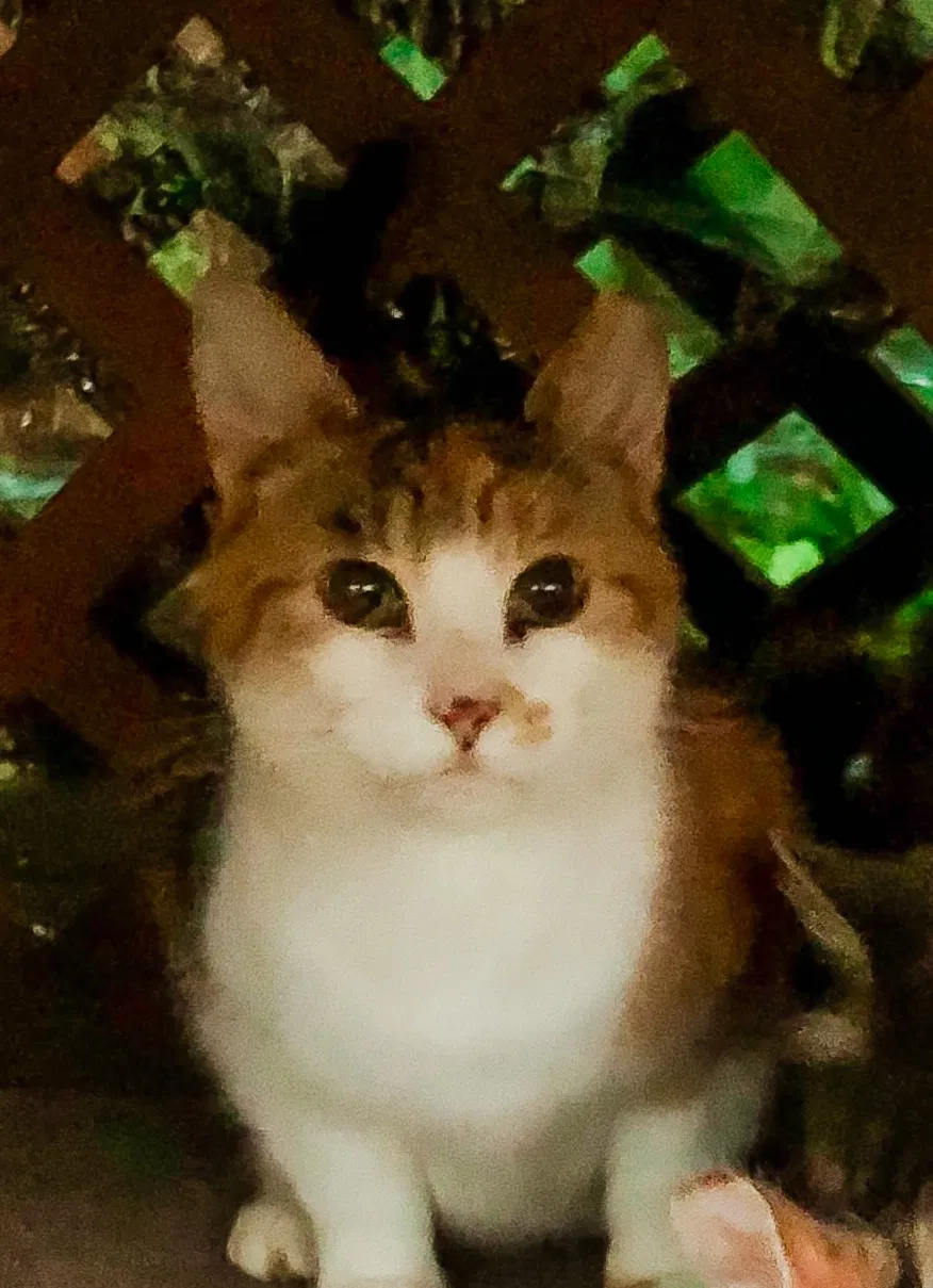 Lost cat in Woodbine, MD, 21797