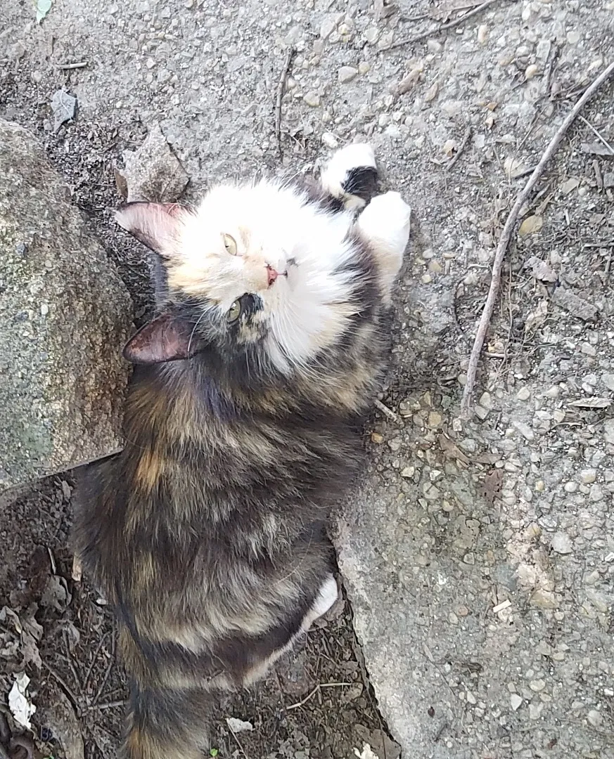 Lost cat in Richmond, VA, 23237