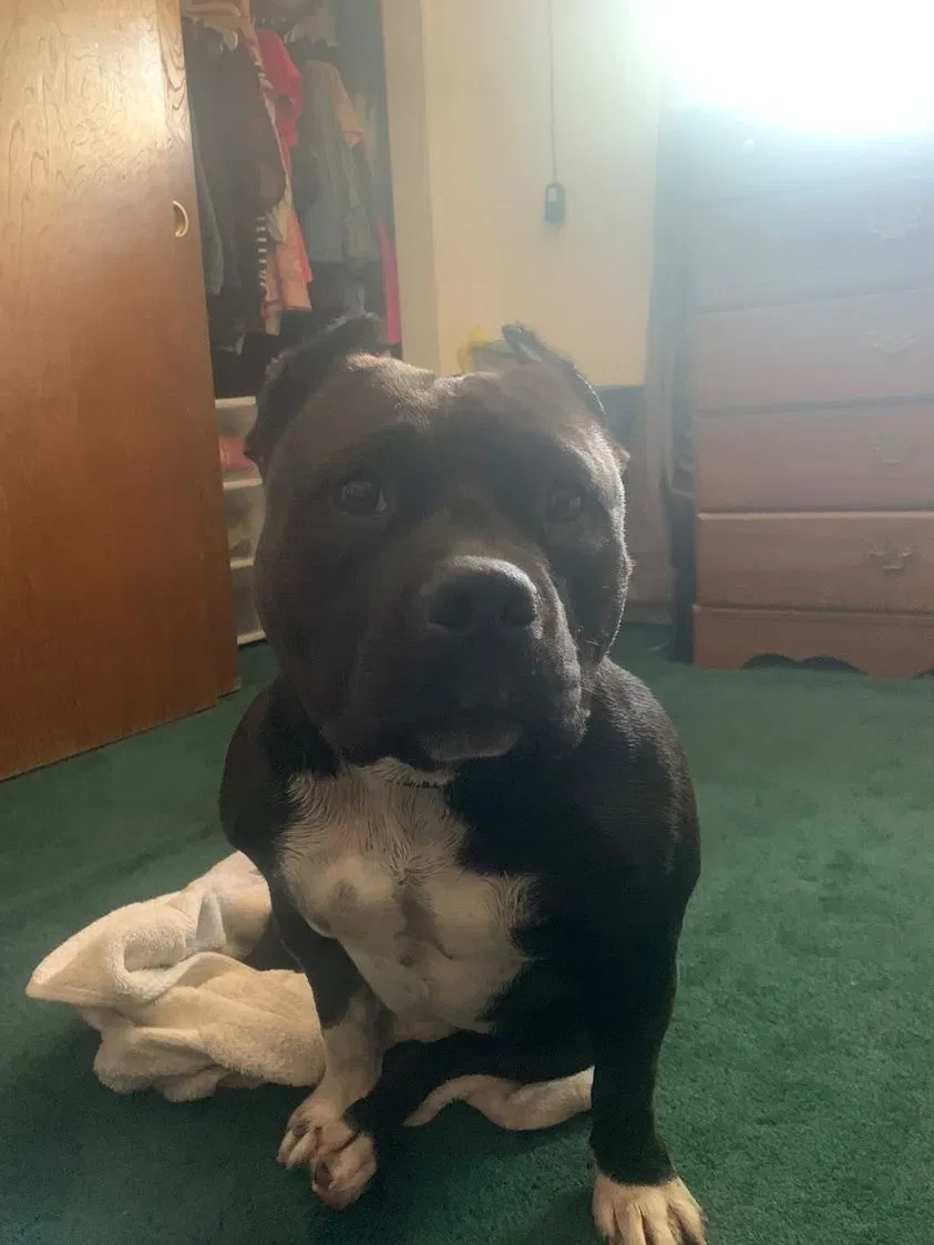 Lost dog in Hemet, CA, 92543