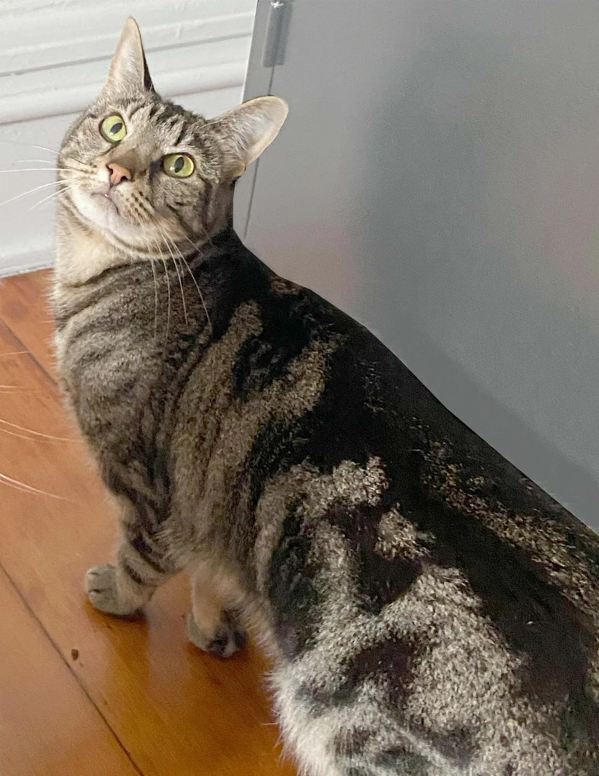 Lost cat in Ventura, CA, 93001