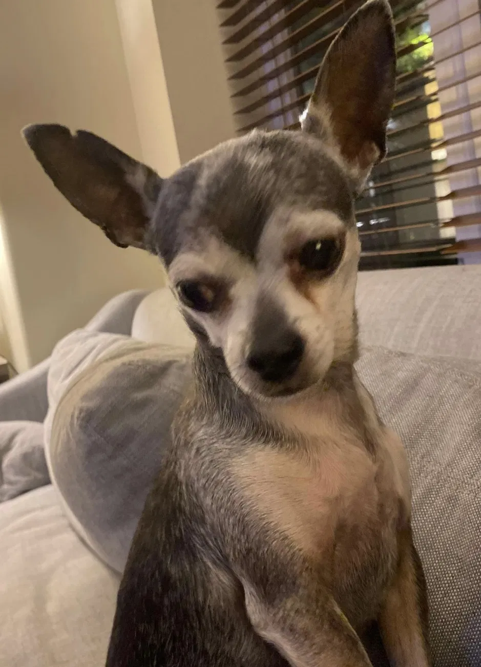 Lost dog in Chicago, IL, 60618