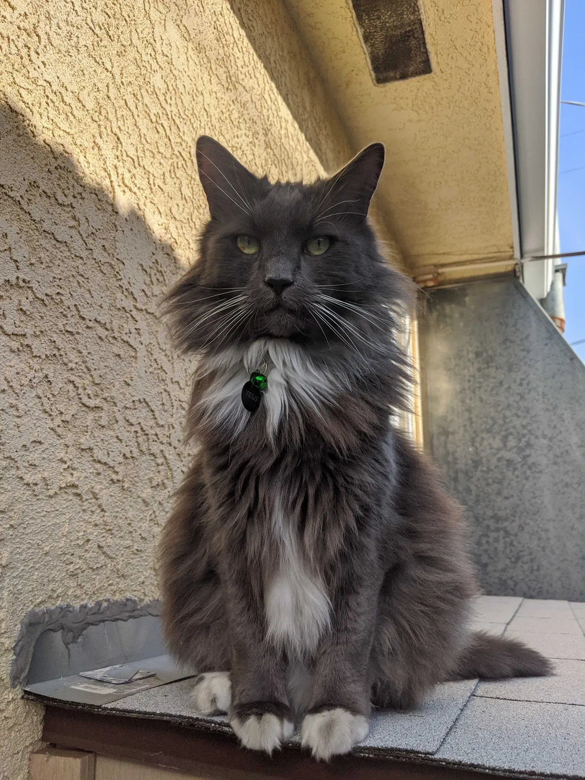 Lost cat in San Diego, CA, 92120