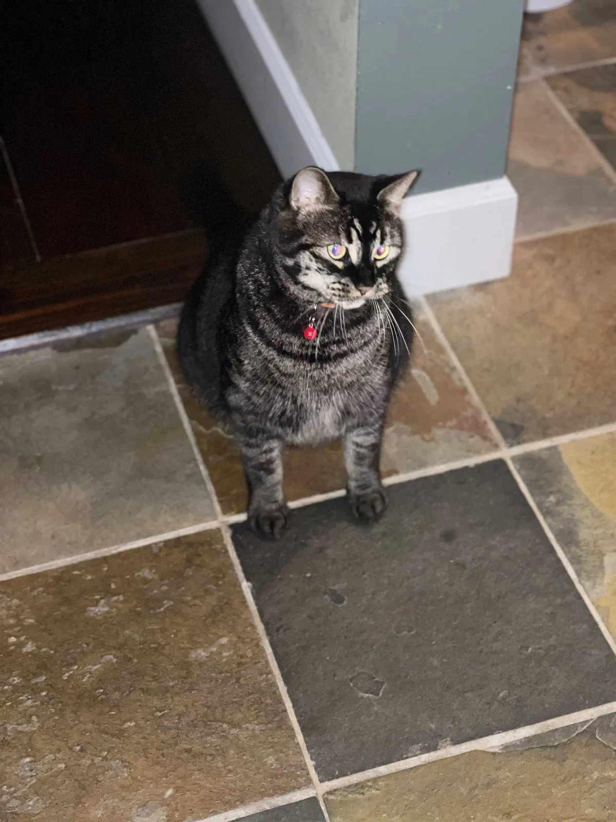 Lost cat in Seattle, WA, 98188