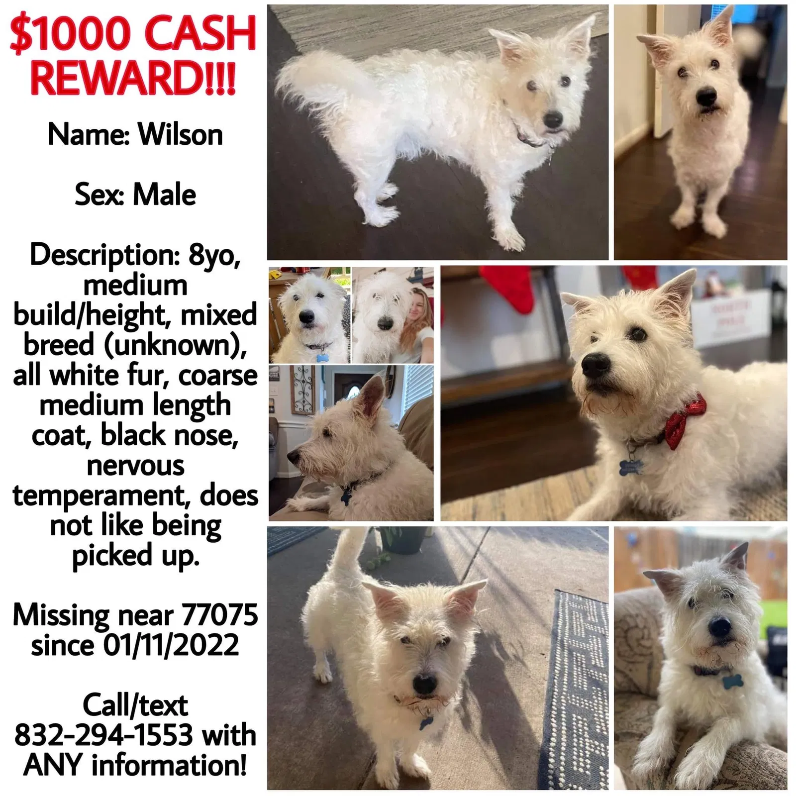 Lost dog in Houston, TX, 77075