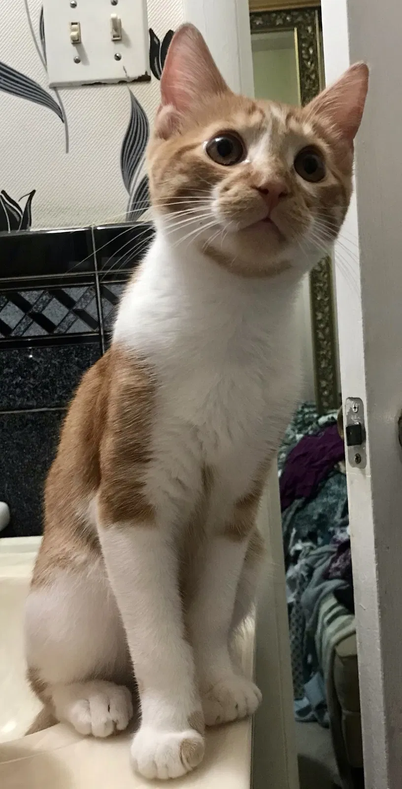 Lost cat in Fort Washington, MD, 20744