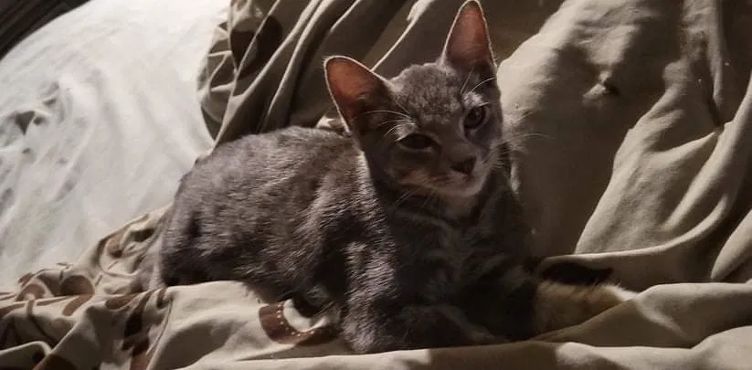 Lost cat in Savannah, GA, 31419