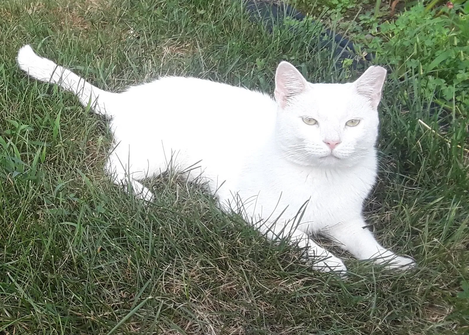 Lost cat in Myerstown, PA, 17067