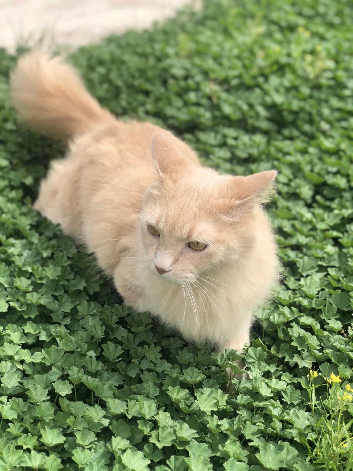 Lost cat in Phoenix, AZ, 85016