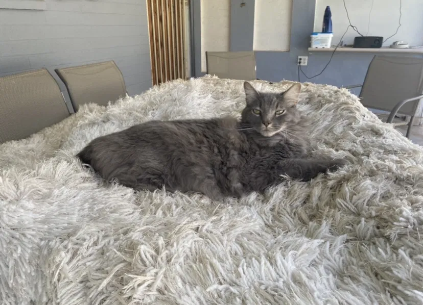 Lost cat in Scottsdale, AZ, 85251