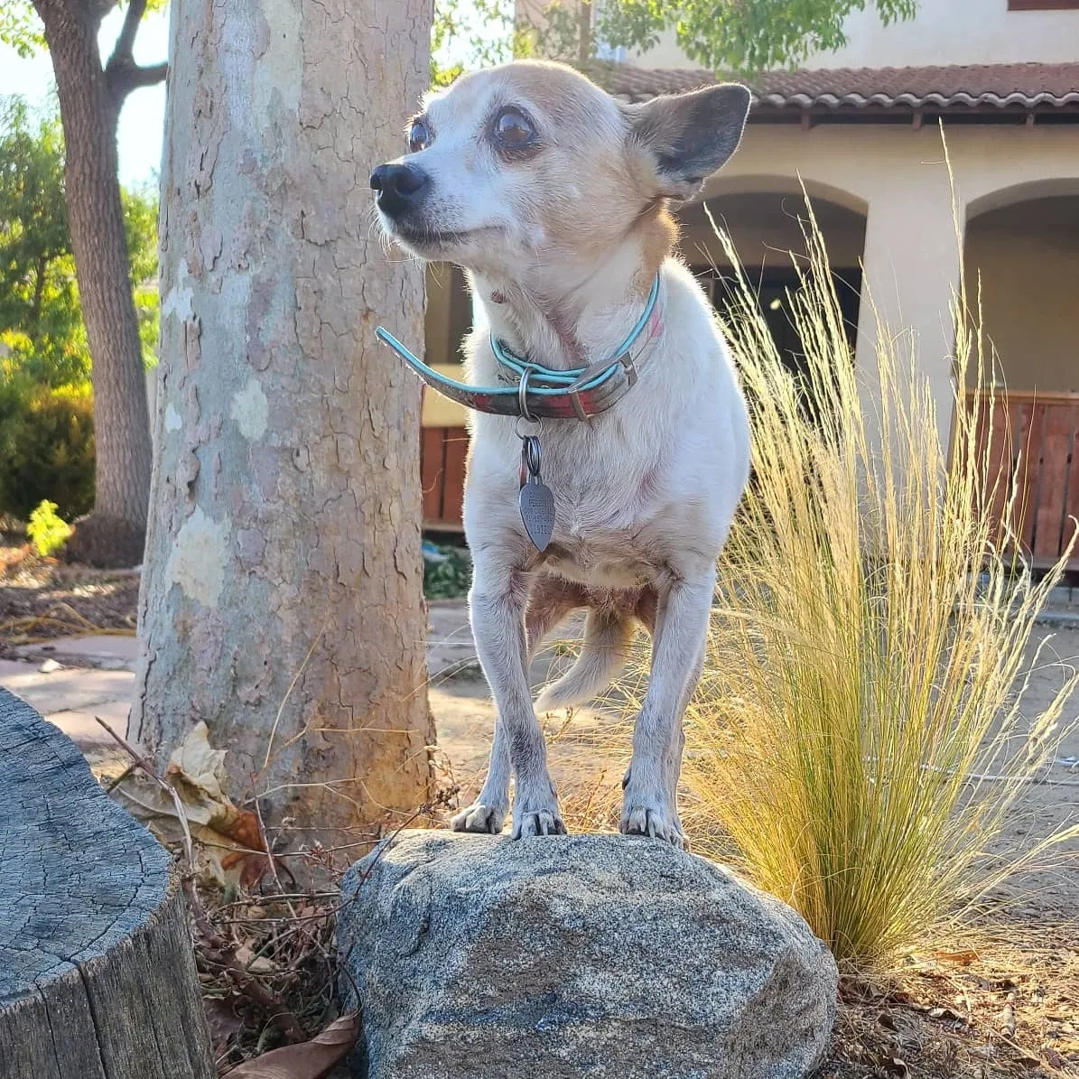 Lost dog in Perris, CA, 92571