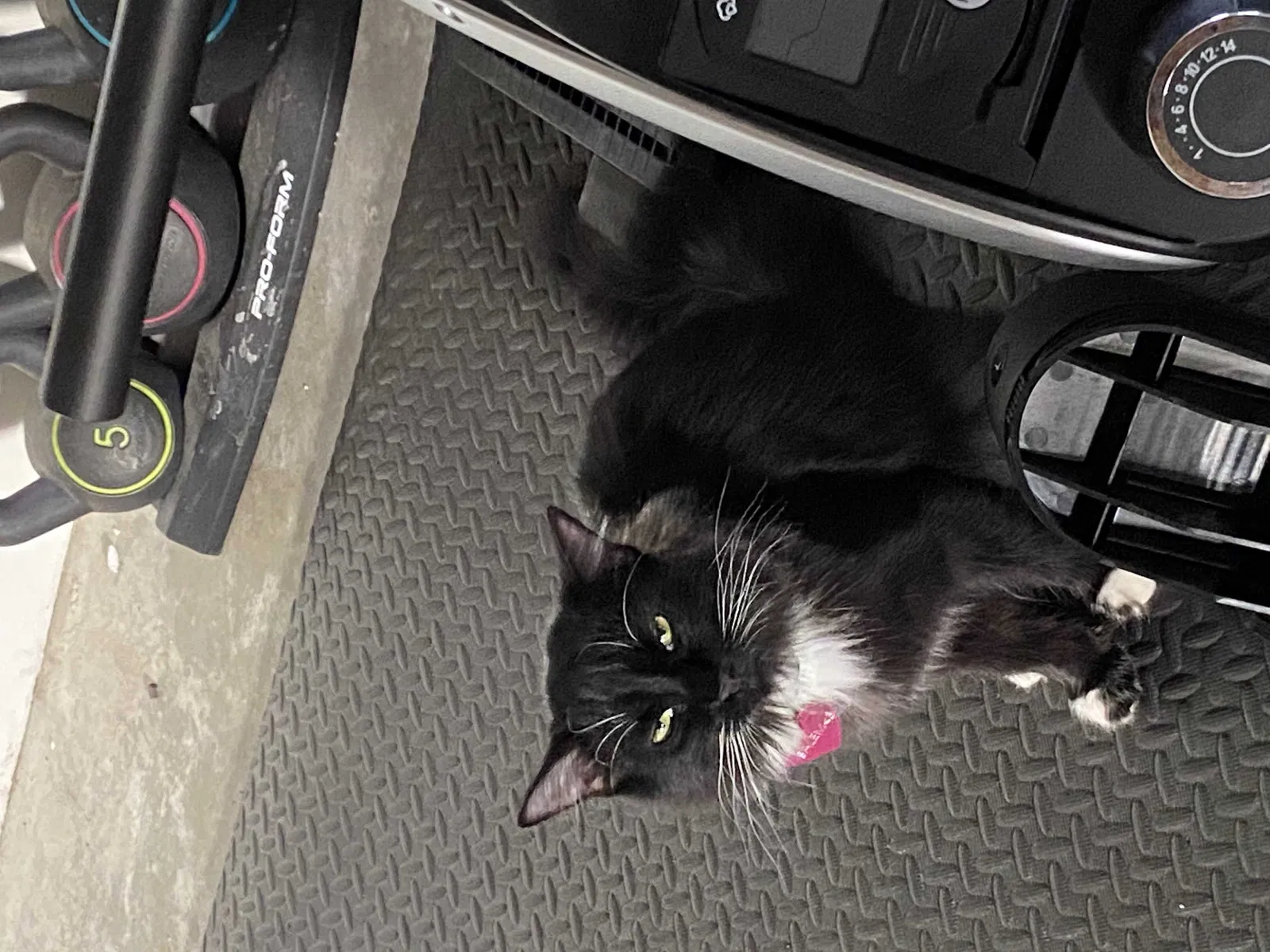 Lost cat in Hemet, CA, 92544