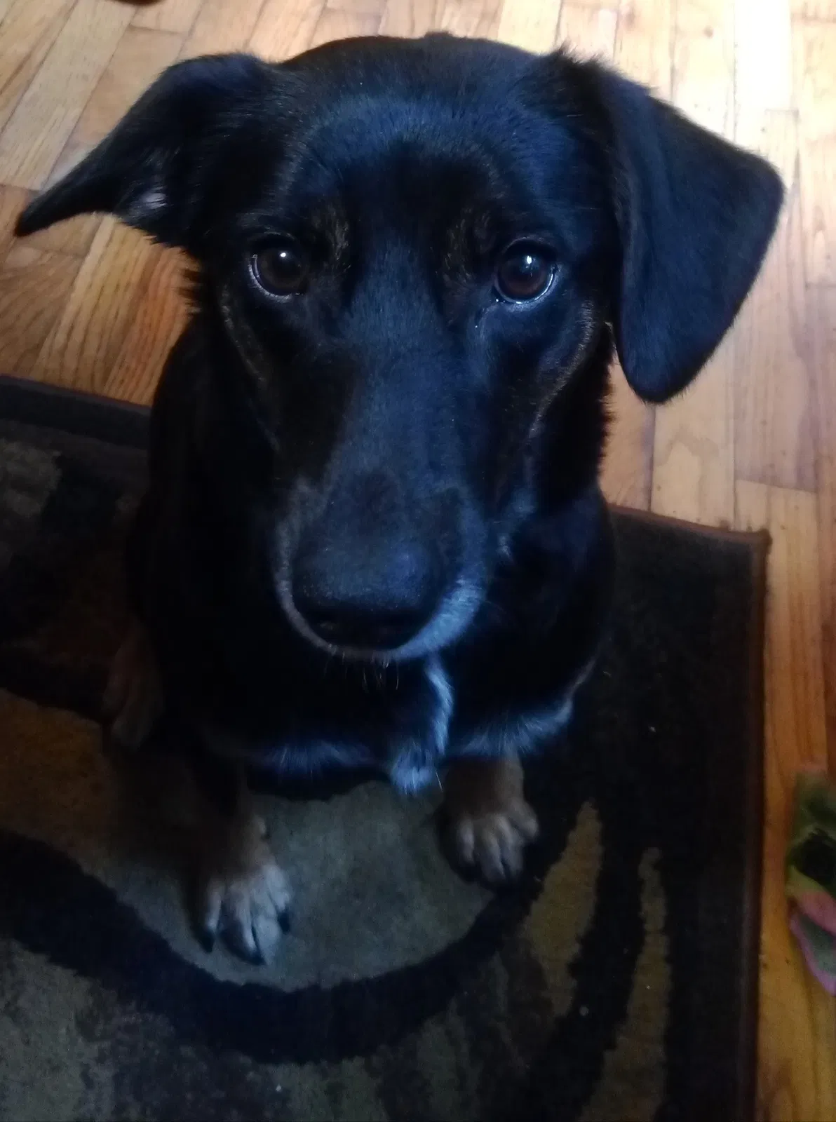 Lost dog in Lilburn, GA, 30047
