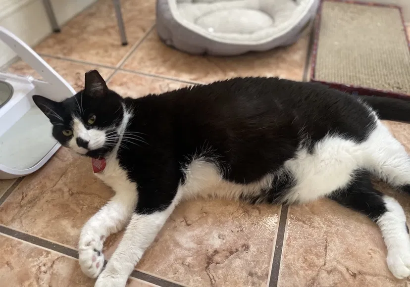 Lost cat in Pensacola, FL, 32526
