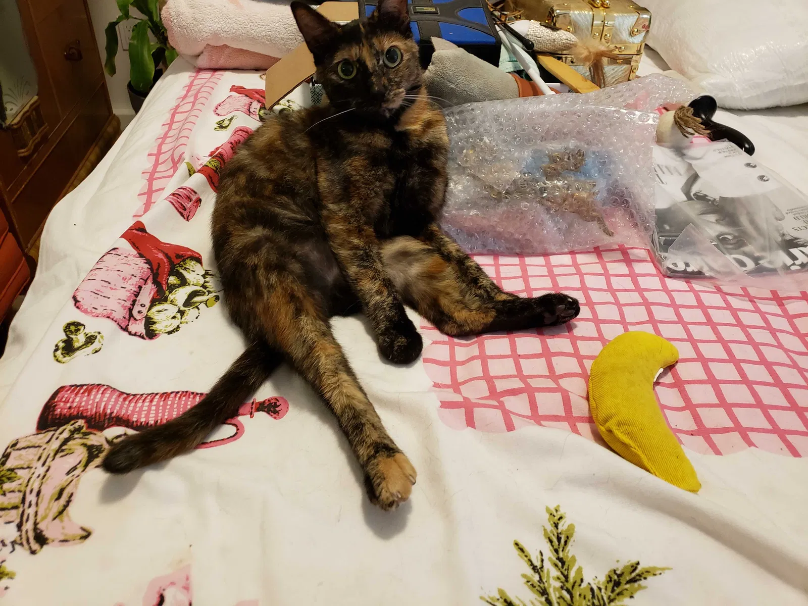Lost cat in Stanton, CA, 90680