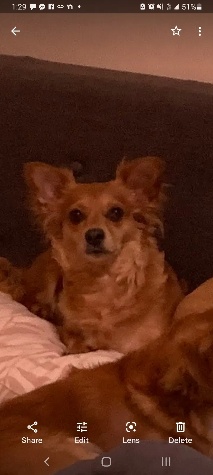 Lost dog in Wichita, KS, 67211