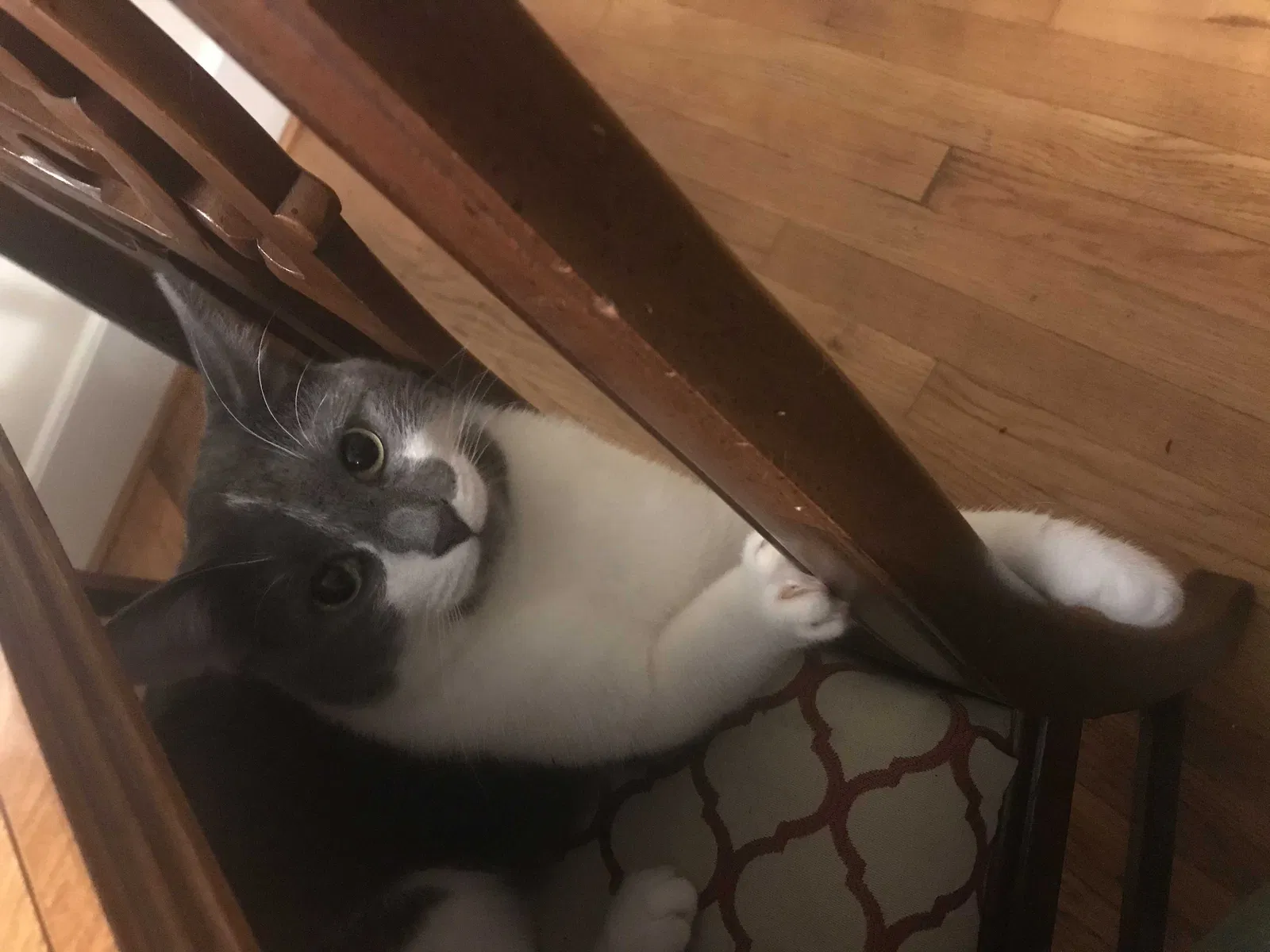 Lost cat in Fountain Inn, SC, 29644