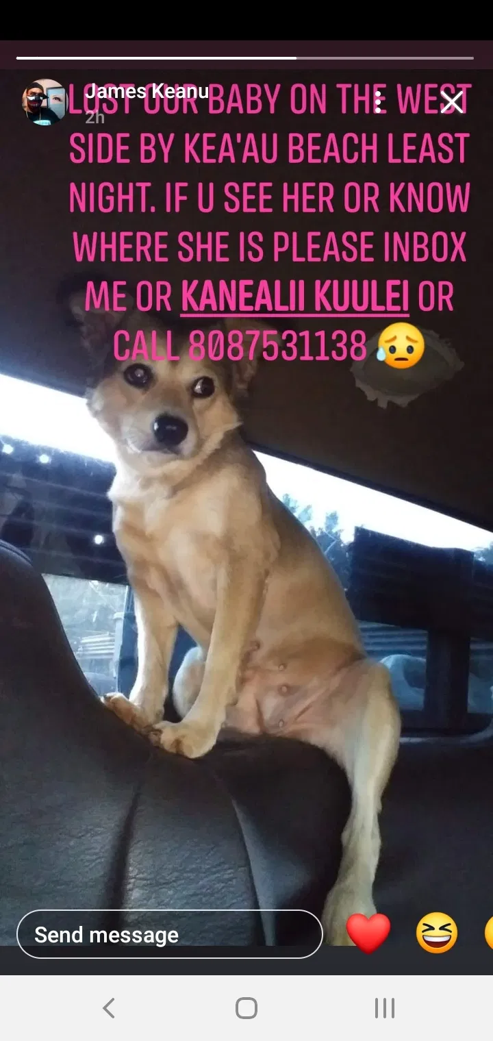 Lost dog in Waianae, HI, 96792