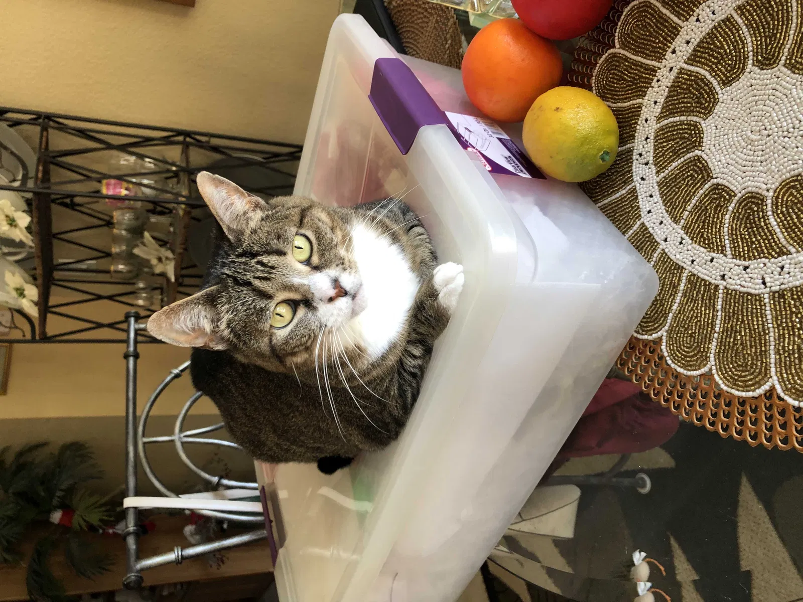 Lost cat in The Villages, FL, 32162