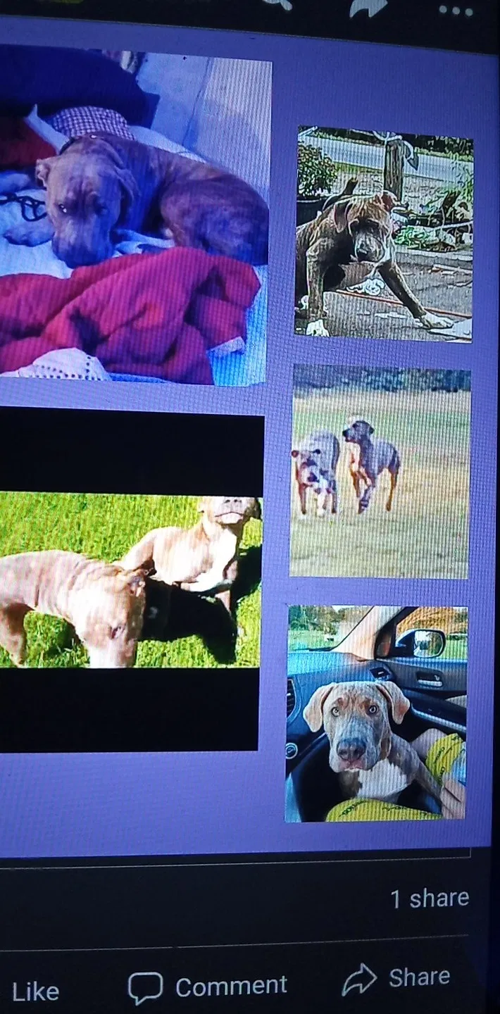 Lost dog in Collins, MS, 39428
