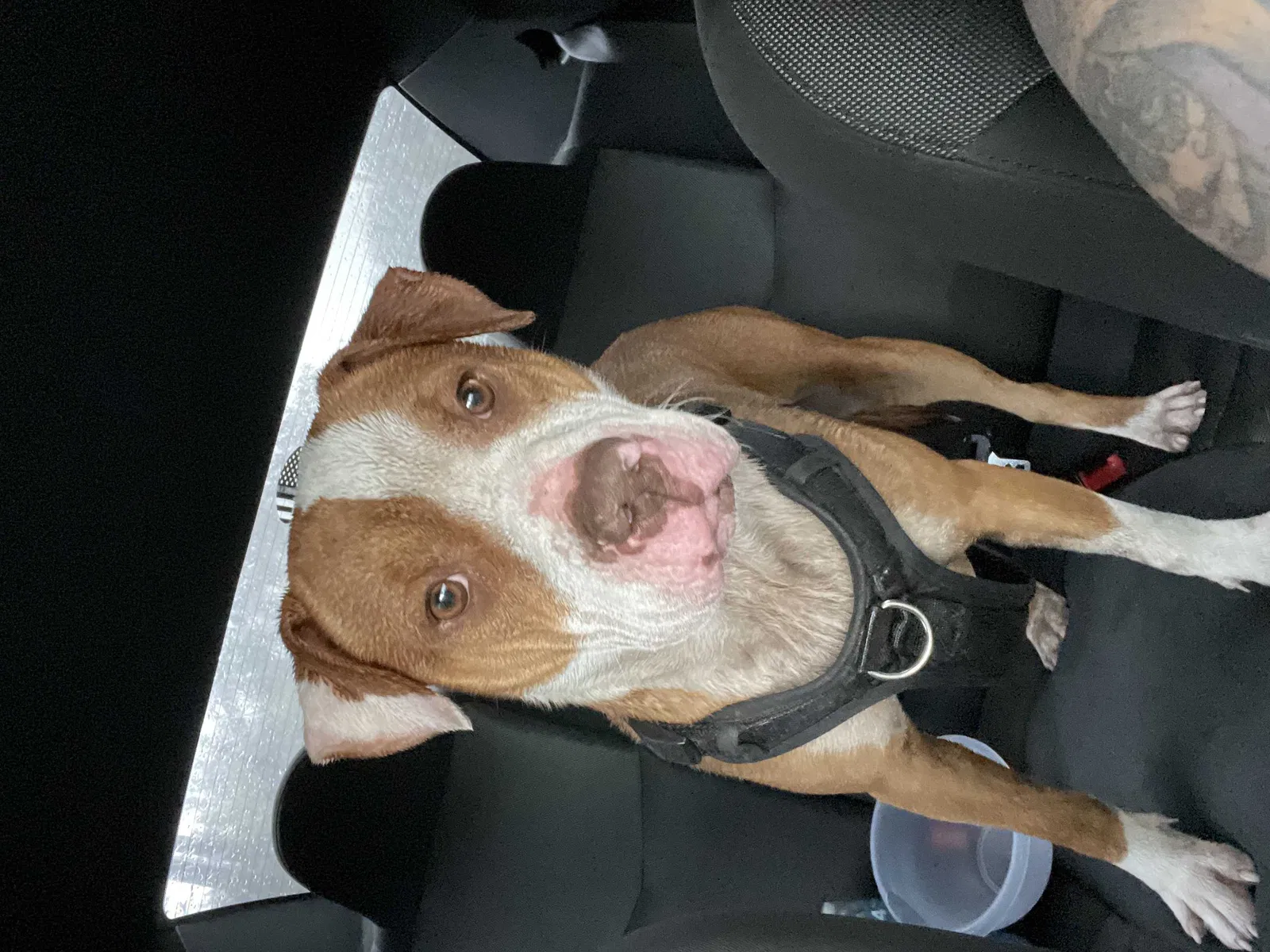 Found dog in Lehigh Acres, FL, 33971