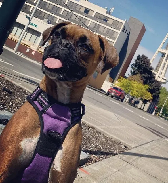 Lost dog in Maryland Heights, MO, 63043