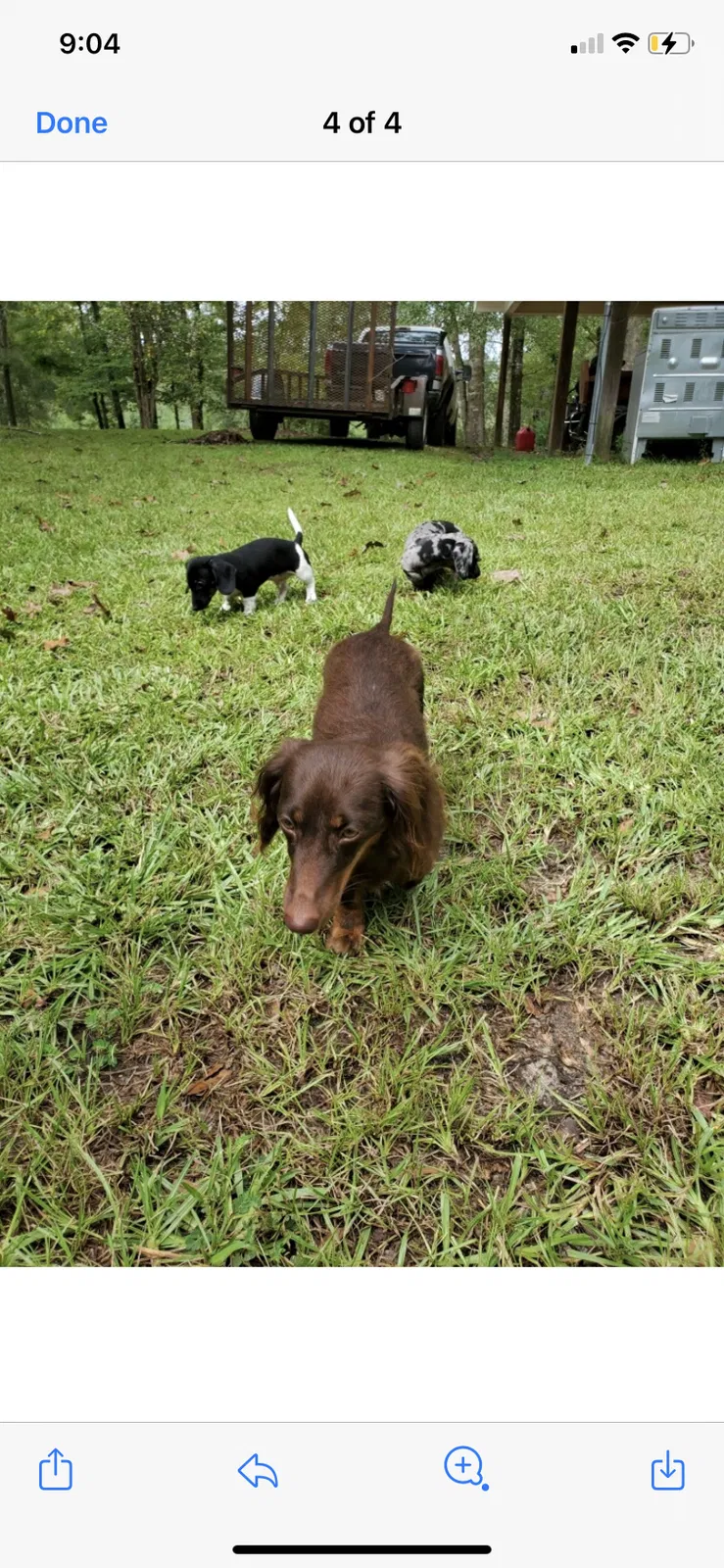 Lost dog in Hammond, LA, 70401