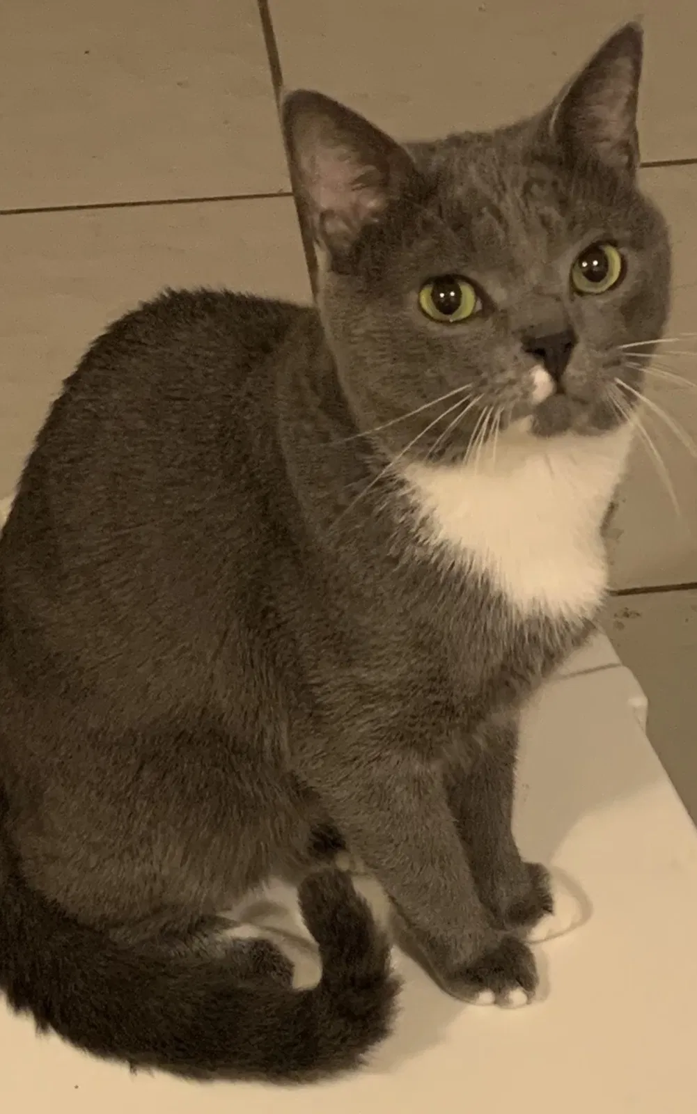 Lost cat in Orlando, FL, 32826