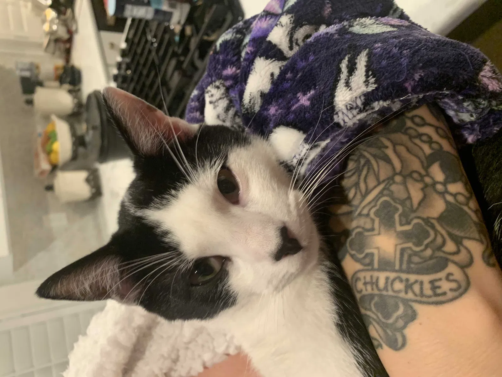 Lost cat in Tampa, FL, 33604