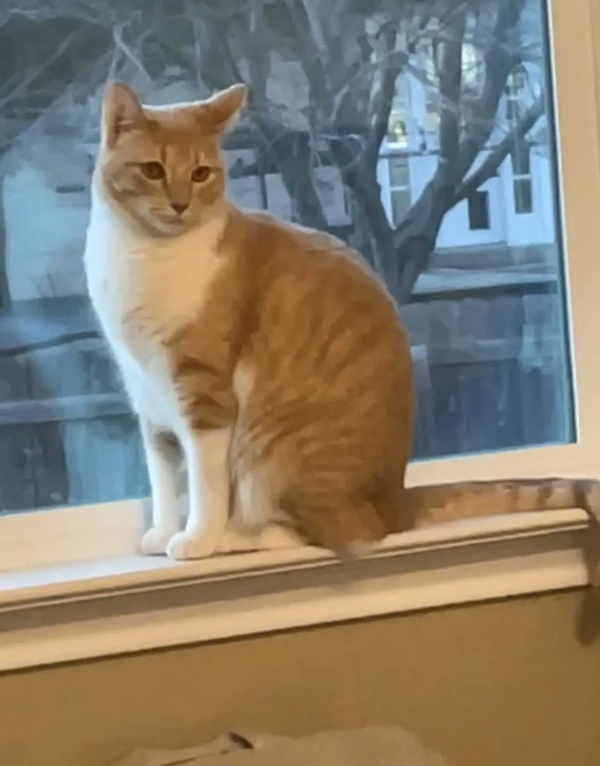 Lost cat in San Antonio, TX, 78254