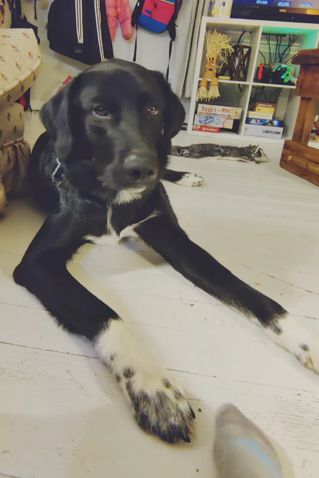 Lost dog in Concordia, MO, 64020