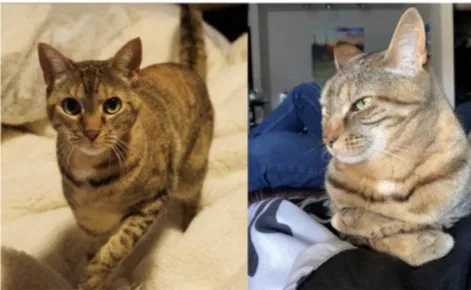 Lost cat in San Antonio, TX, 78245