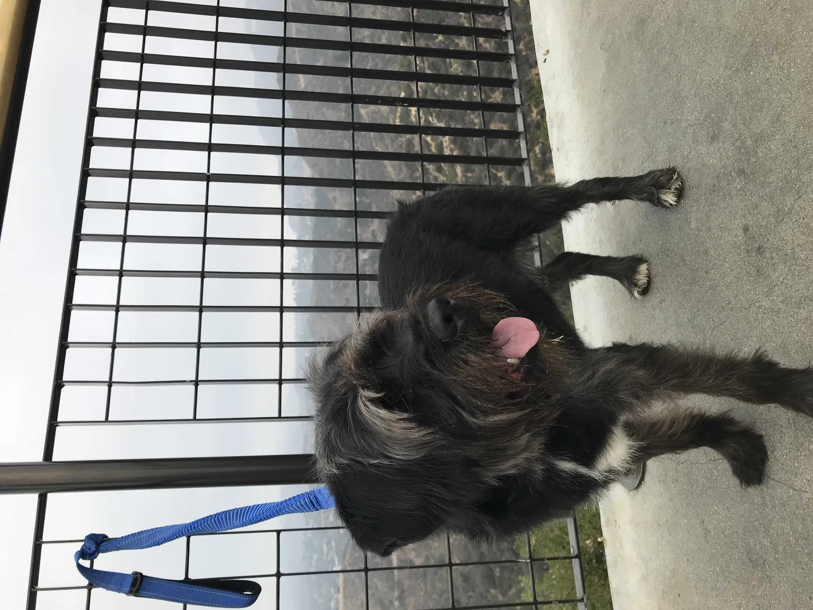 Lost dog in Hawthorne, CA, 90250