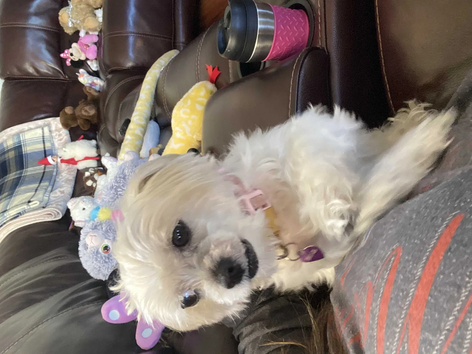 Lost dog in Homestead, FL, 33032