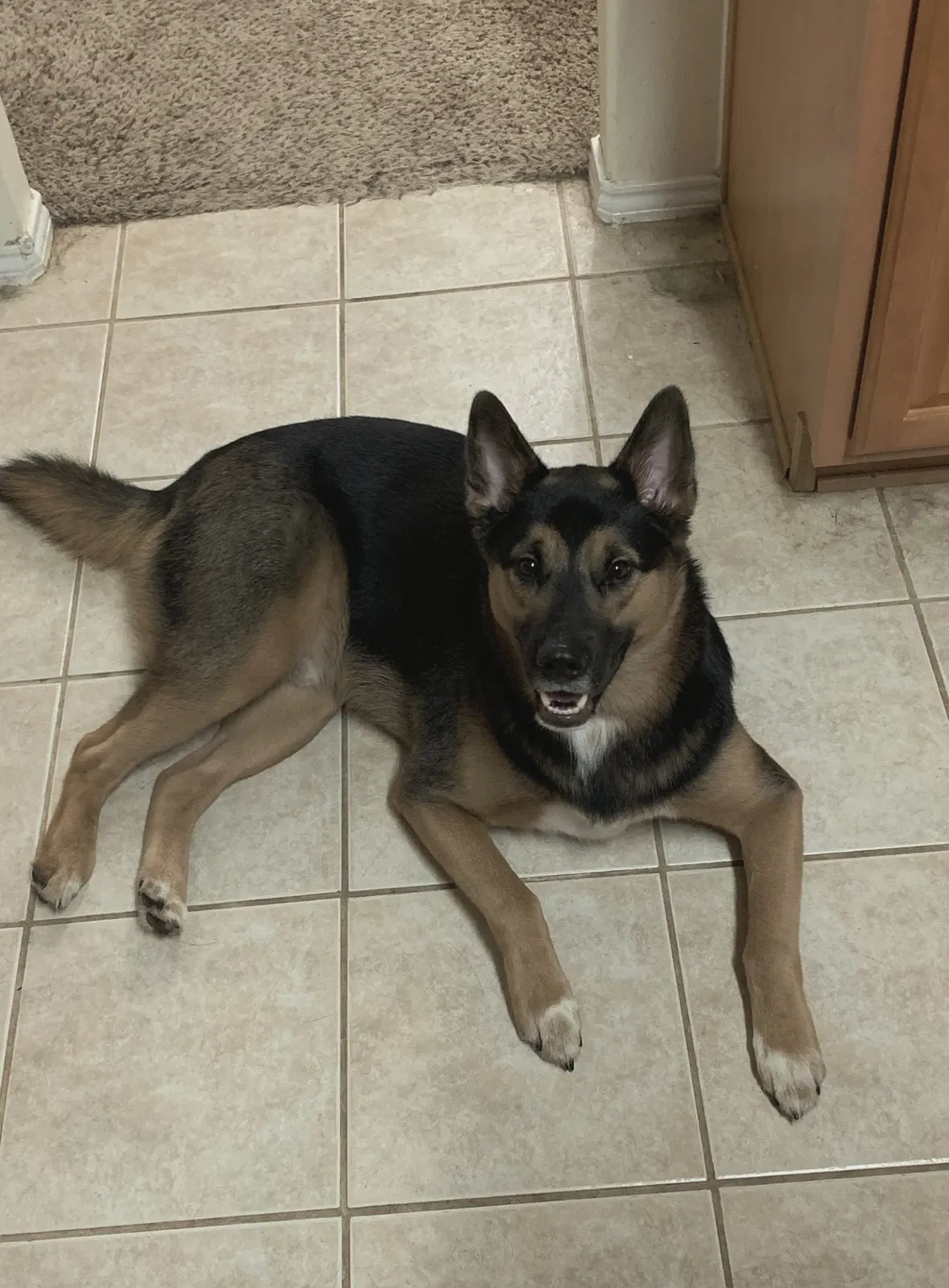 Lost dog in Spring, TX, 77388