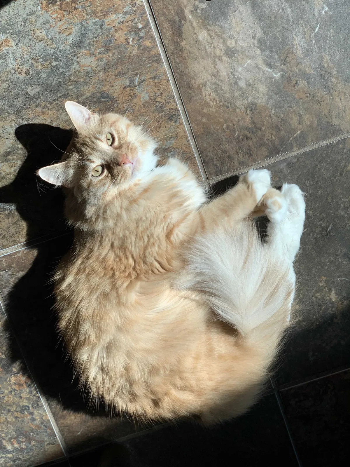 Lost cat in Houston, TX, 77044