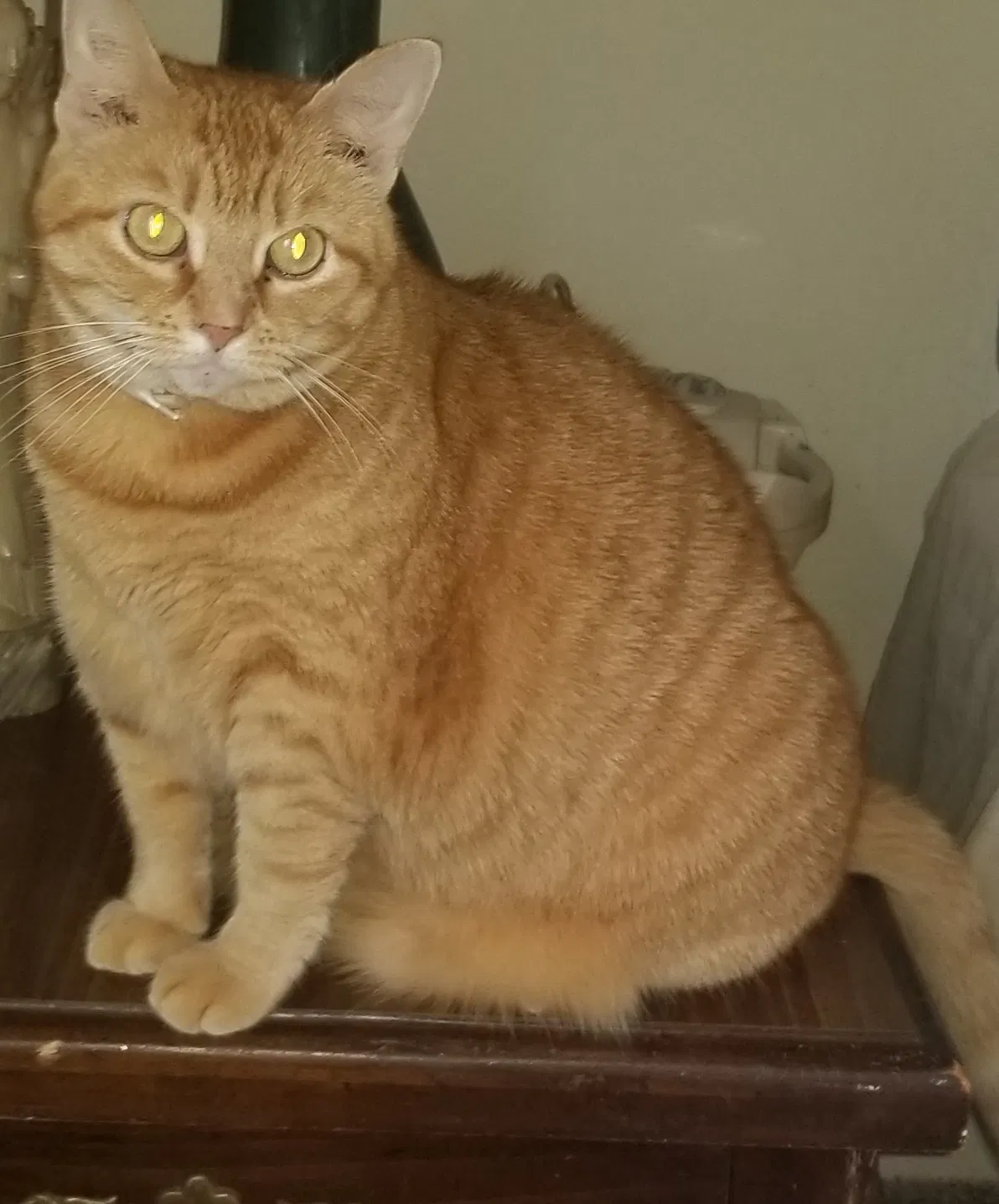 Lost cat in Dayton, OH, 45458