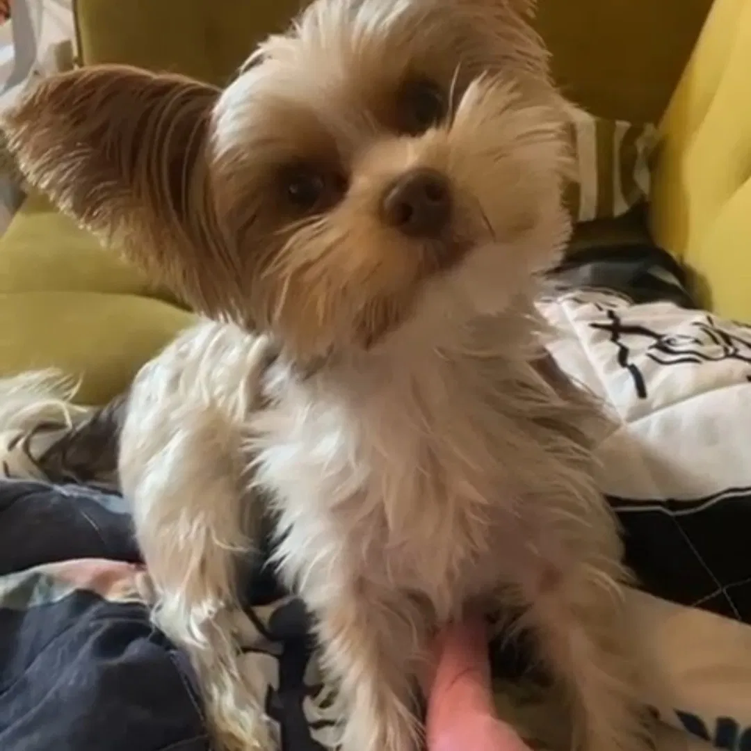 Lost dog in Los Angeles, CA, 90047
