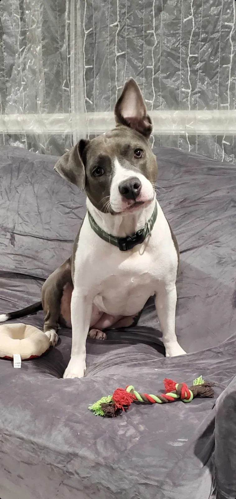 Lost dog in Houston, TX, 77015