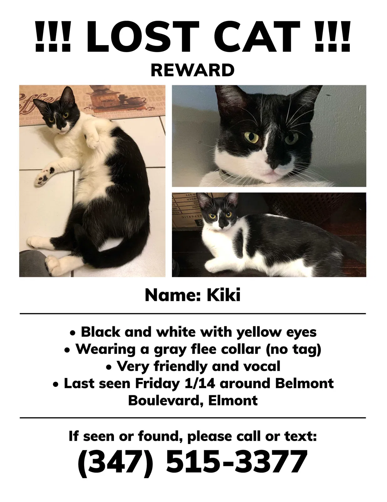 Lost cat in Elmont, NY, 11003