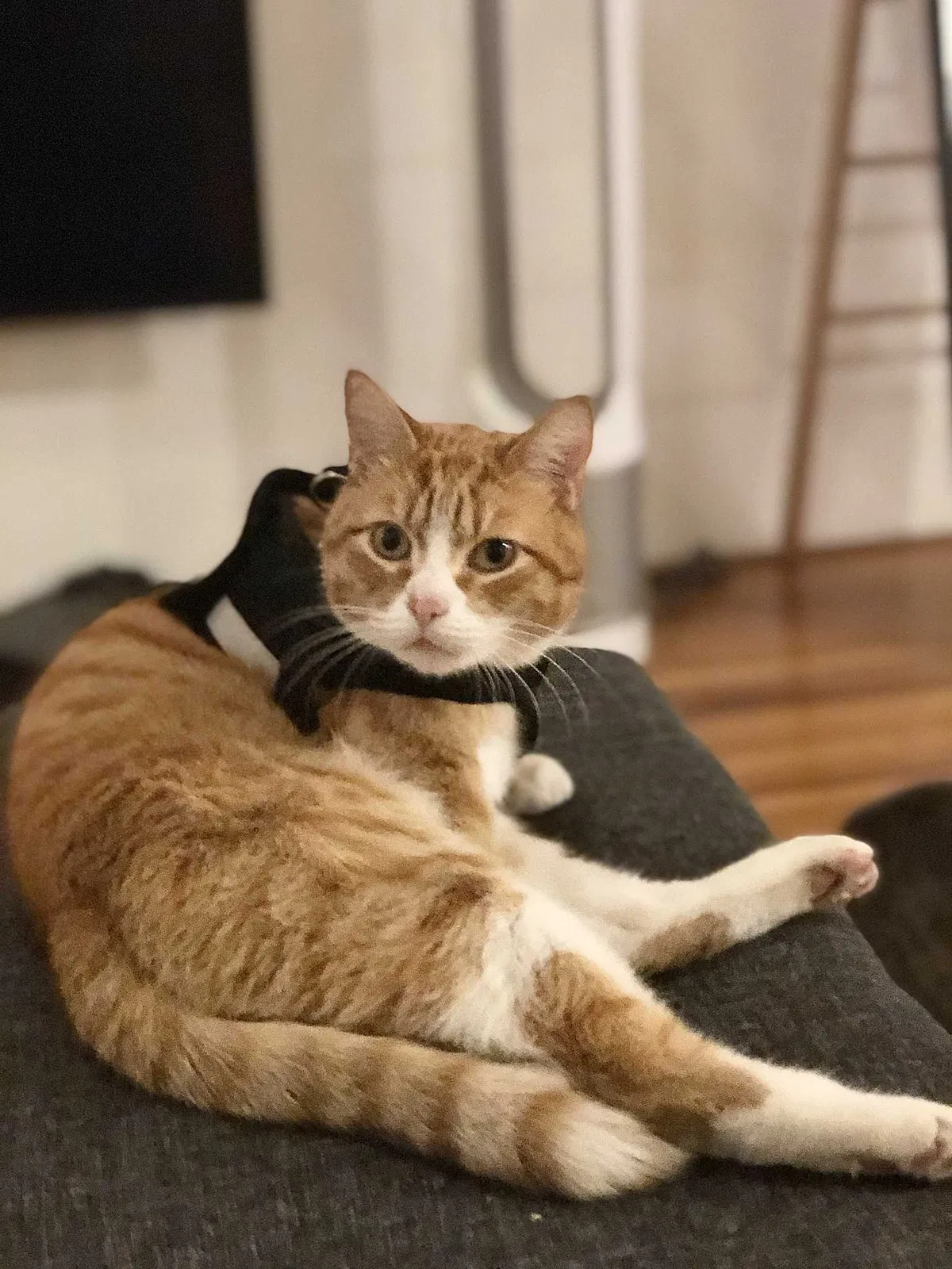 Lost cat in Los Angeles, CA, 90066