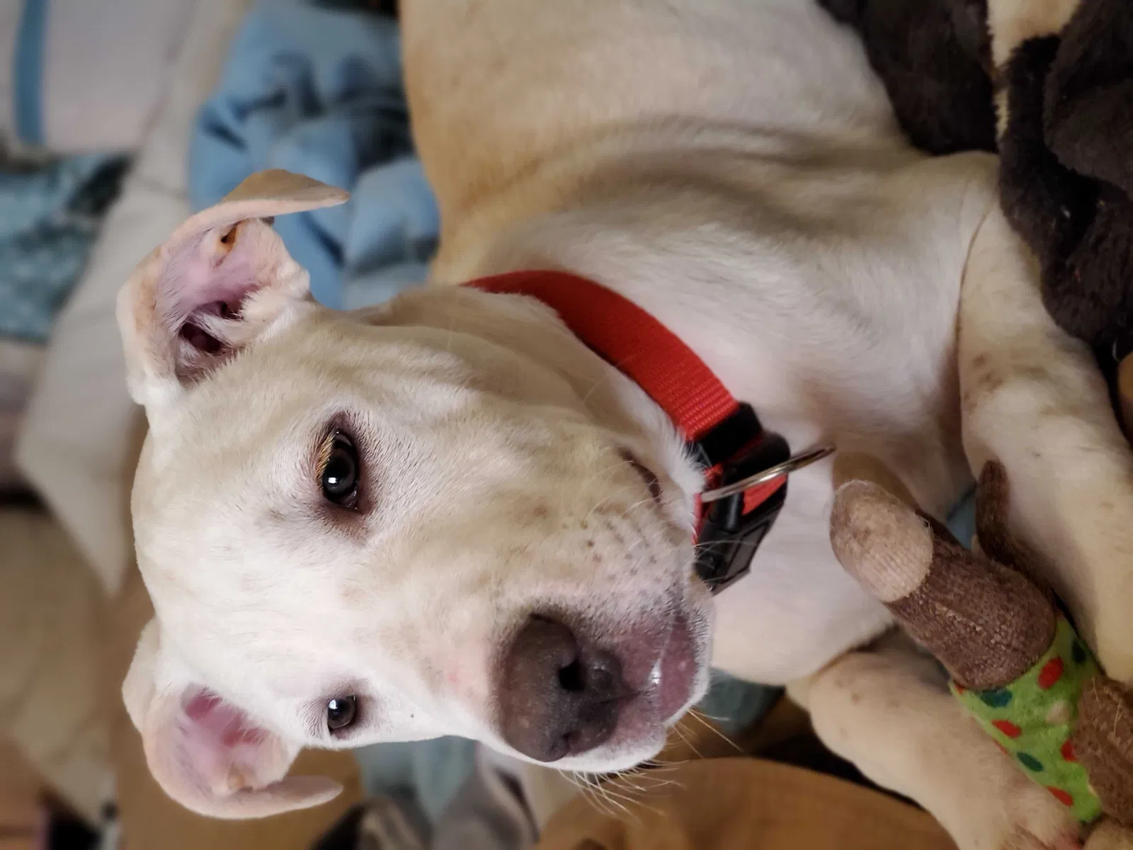 Lost dog in Union Grove, AL, 35175