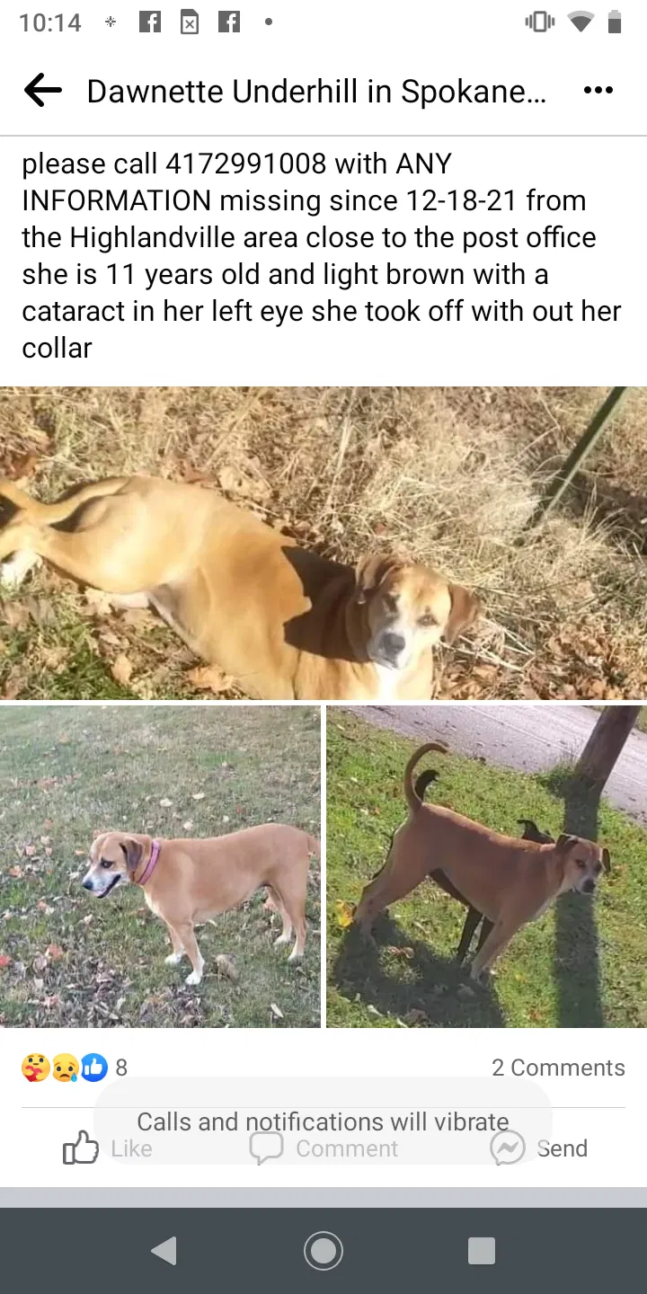 Lost dog in Highlandville, MO, 65669