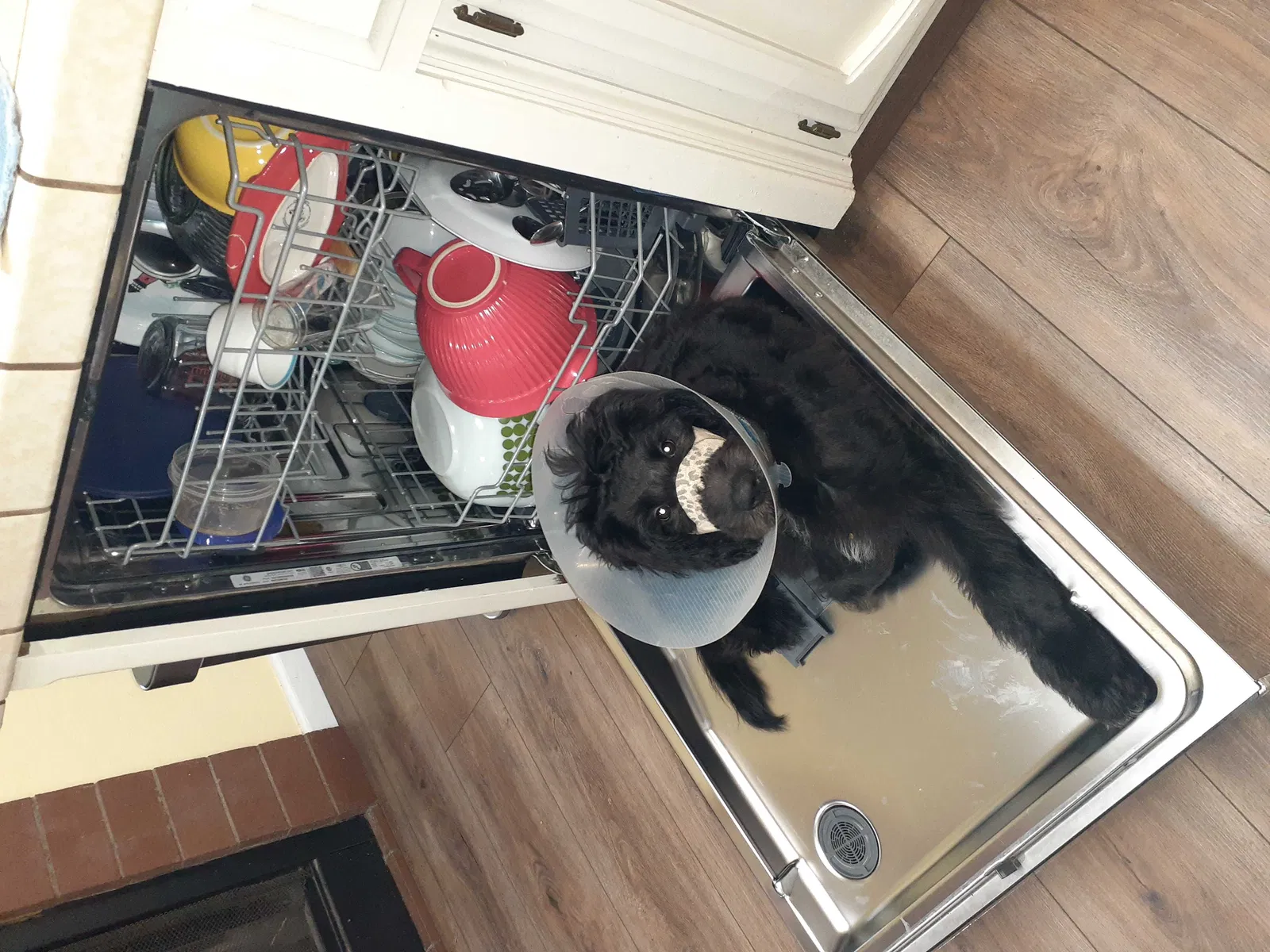Lost dog in Traver, CA, 93673