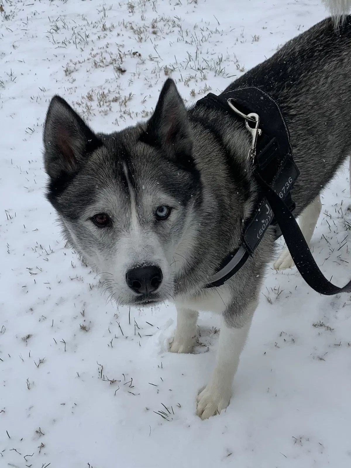 Lost dog in Louisville, KY, 40241