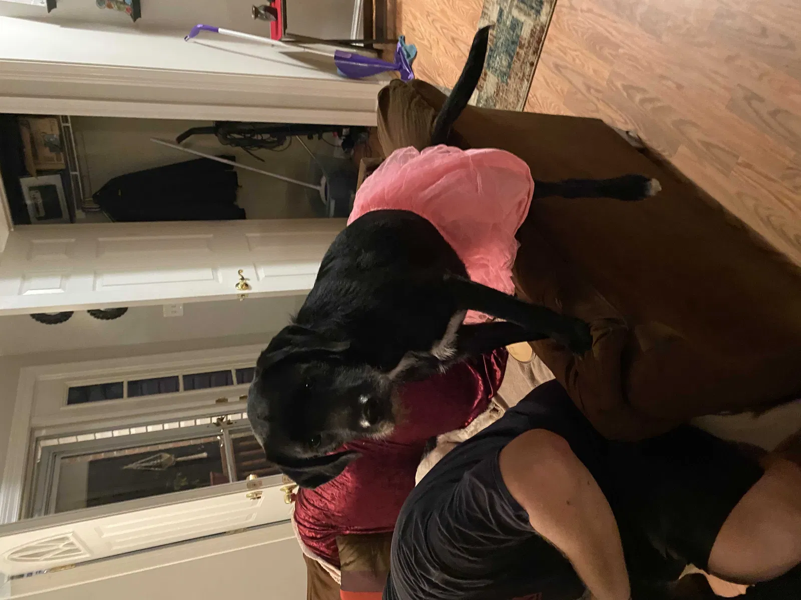 Lost dog in Bloomsdale, MO, 63627